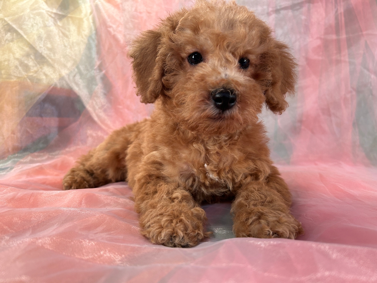Male Schnoodle Puppy for Sale, IL, MN, IA, WI